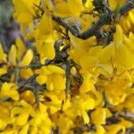 Cytisus balansae Flower