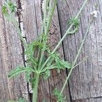 Verbena officinalis Likasa