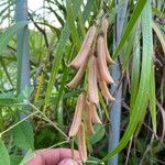 Crotalaria spectabilis Плод