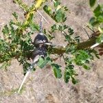 Vachellia seyal Folha