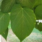 Tilia americana Folha