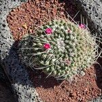 Mammillaria compressa Ŝelo