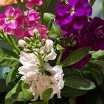 Matthiola incana Blüte