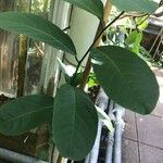 Passiflora tina Leaf