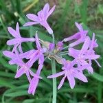 Tulbaghia violaceaBloem