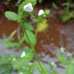 Rostellularia procumbens Цвят