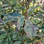 Photinia serratifolia Облик