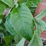 Buddleja globosa पत्ता