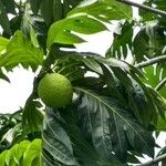 Artocarpus altilis Fruit