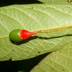 Ocotea helicterifolia Leaf