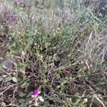 Talinum portulacifolium Sonstige