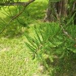 Taxodium distichum葉