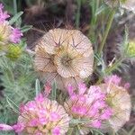 Lomelosia stellata Mbuma