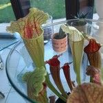 Sarracenia leucophylla 葉