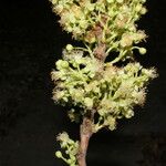 Curatella americana Fruchs