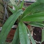 Phragmipedium lindleyanum