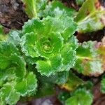 Saxifraga umbrosa Folla