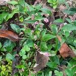 Polygonum persicaria Levél