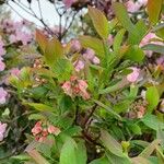 Vaccinium pallidum Leaf