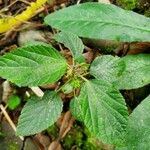 Acalypha arvensis Leaf