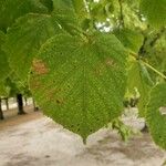 Tilia x europaea Blad