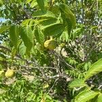 Ungnadia speciosa Fruit