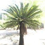 Cycas revoluta 叶