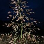 Sorghum halepense Λουλούδι