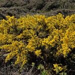 Ulex europaeus Pokrój