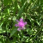 Centaurea nervosa 花