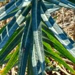 Euphorbia lathyris Blatt