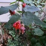 Abutilon pictum 花