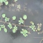 Ludwigia peploides Likasa