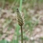 Plantago argentea Virág