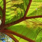 Gunnera insignis Leaf