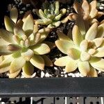 Sedum adolphiLeaf