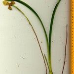 Maxillaria egertoniana Іншае