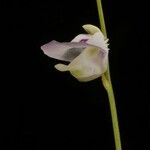 Utricularia pubescens Blomst