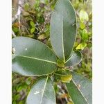 Sideroxylon borbonicum Yaprak