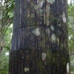 Oenocarpus bataua Bark