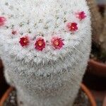 Mammillaria albilanata Flower