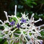 Chassalia corallioides Kwiat