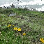 Wyethia angustifolia Hábito