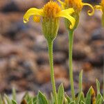 Stenotus acaulis Flor