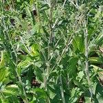 Eryngium giganteum Habitus