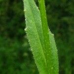 Neslia paniculata Blatt