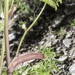 Angelica lineariloba Flor