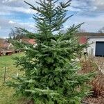 Abies nordmanniana ശീലം