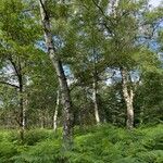 Betula pubescens Hábito