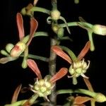 Souroubea guianensis Kwiat